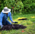 کاشت ۵ هزار اصله نهال در البرز
