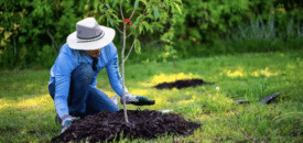 کاشت ۵ هزار اصله نهال در البرز