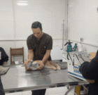 نجات و درمان روباه مصدوم در فردیس با همکاری شهروندان